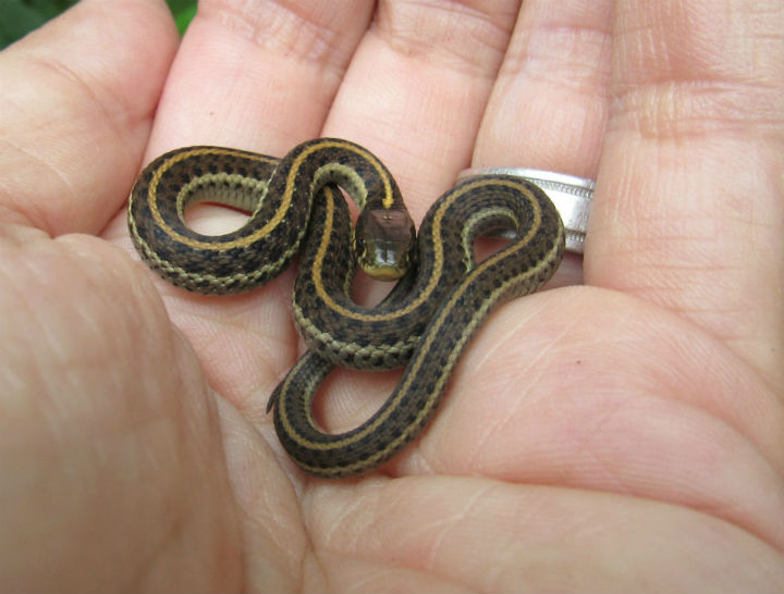 Coast Garter Snake